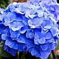 Гортензия крупнолистовая Бодензи