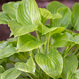 Хоста гибридная Miracle Lemony