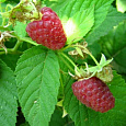 Малина ремонтантная Бабье лето 2