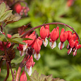 Дицентра (разбитое сердце) великолепная Valentine