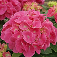 Гортензия крупнолистовая Розита
