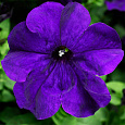 Петуния грандифлора Тритуния Блю