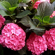 Гортензия крупнолистная Forever ever red
