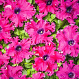 Петуния бахромчатая Афродита розовая
