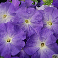 Петуния грандифлора Лимбо Джи Пи	Скай Блю
