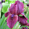 Ирис карликовый Черри Гарден Ирис карликовый Черри Гарден